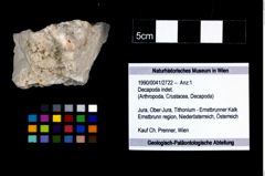 Foto (Objekt + Etikett) von Decapoda indet.  (NHMW-GEO-1990-0041-2722)